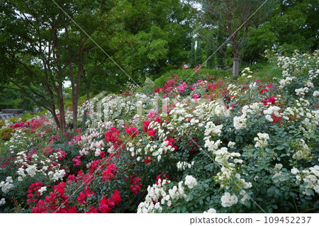 橫濱西式建築與玫瑰花園的風景 橫濱西式建築與玫瑰花園的風景 109452237