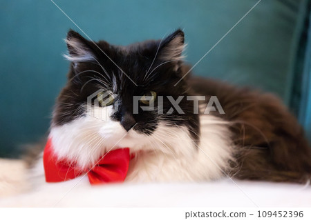 Cute cat with red bow tie on the sofa, close-up Cute cat with red bow tie on the sofa, close-up 109452396