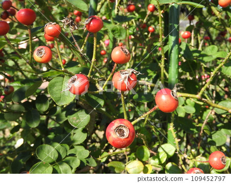 玫瑰果 109452797