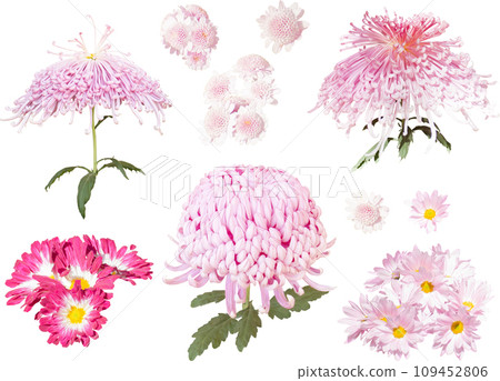 Cutout material set - chrysanthemum 1 (pink) 109452806