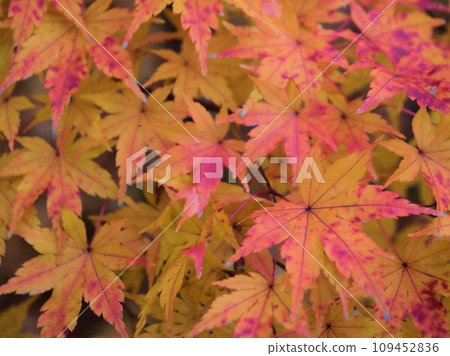 Maple leaves colored in November Maple leaves colored in November 109452836