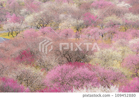 [Early spring material] Plum forest in Inabe City Agricultural Park [Mie Prefecture] 109452880