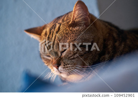 beautiful portrait of a striped cat beautiful portrait of a striped cat 109452901