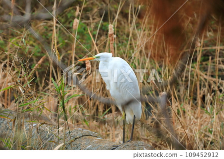 This is a beautiful view of the migratory bird sanctuary, a famous tourist attraction on Jeju Island, South Korea. This is a beautiful view of the migratory bird sanctuary, a famous tourist attraction on Jeju Island, South Korea. 109452912