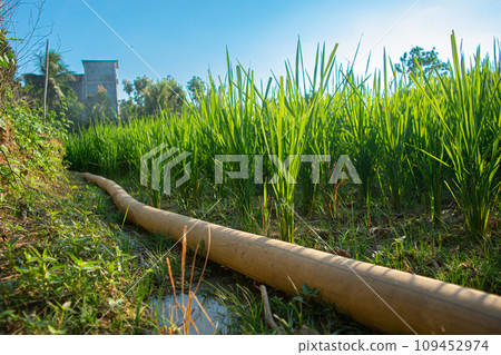 Water pipes are used to fill rice fields due to water drought entering summer in Indonesia. Water pipes are used to fill rice fields due to water drought entering summer in Indonesia. 109452974