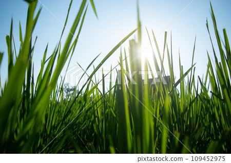 Rice paddy fields with the reflection of the sun Rice paddy fields with the reflection of the sun 109452975