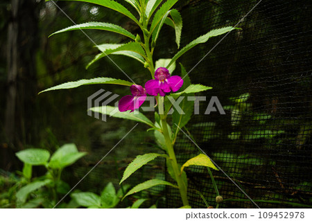 Impatiens balsamina flower is a popular ornamental plant in Indonesia. The plant is native to South and Southeast Asia, but was introduced to the Americas in the 19th century. 109452978