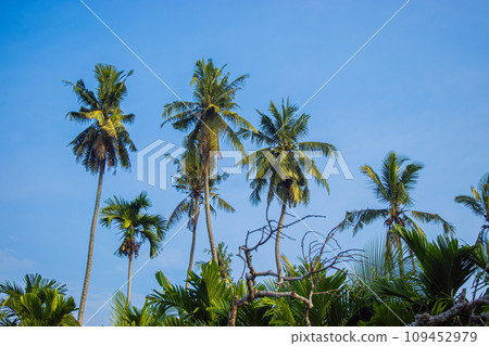 View of coconut trees with a large number and blue sky background 109452979