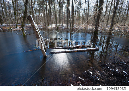 Frozen water in the forest 109452985