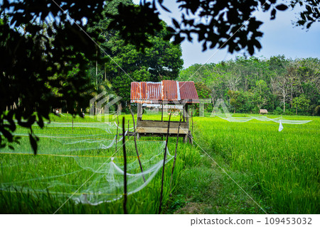 View of green rice fields and cottage objects owned by a farmer View of green rice fields and cottage objects owned by a farmer 109453032