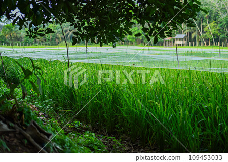 Green rice fields and bird trap nets owned by farmers Green rice fields and bird trap nets owned by farmers 109453033