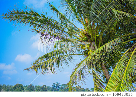 View of coconut trees and the backdrop of Indonesia's blue summer sky 109453035