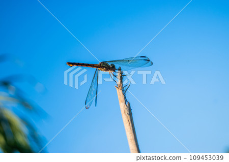 dragonflies and bright blue sky background dragonflies and bright blue sky background 109453039