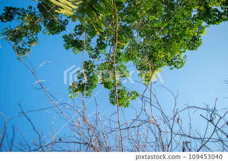 Beautiful view of tree branches and clear blue sky Beautiful view of tree branches and clear blue sky 109453040