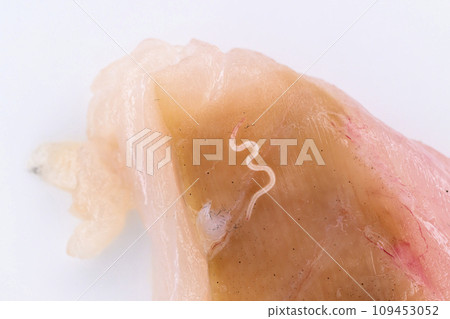 生魚片上附有異尖線蟲 109453052