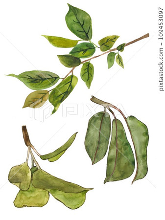 Watercolor hand drawn set of leaves 109453097