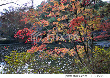 神戶市森林植物園Hase池塘秋葉 109453399