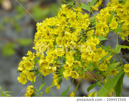 yellow sagebrush flower yellow sagebrush flower 109453508