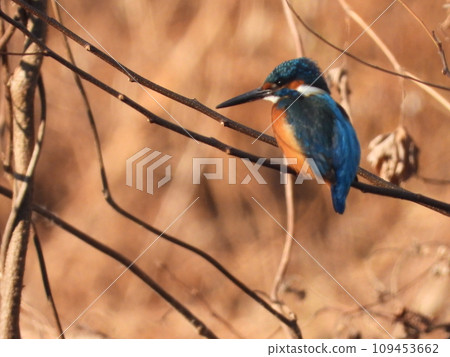 Kingfisher taken in a nearby stream 109453662