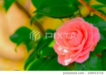 Beautiful double-flowered pink camellia 109453716