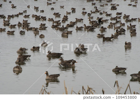 一群河狸在冬天河裡游泳 一群河狸在冬天河裡游泳 109453800