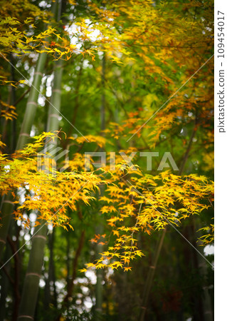 竹林和秋葉 109454017