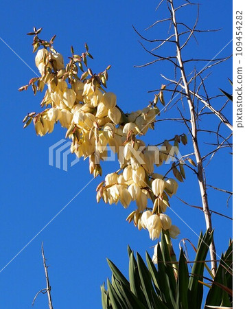 White yucca flowers and buds (a young tree bathed in the clear autumn sky and sunlight) 109454282