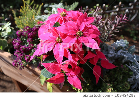 粉紅色的一品紅的集合 109454292