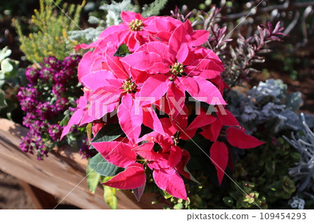 粉紅色的一品紅的集合 109454293