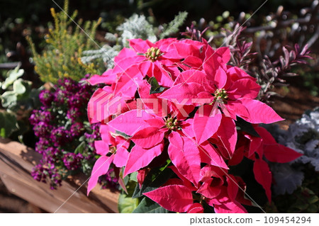 粉紅色的一品紅的集合 109454294