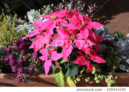 粉紅色的一品紅的集合 粉紅色的一品紅的集合 109454295