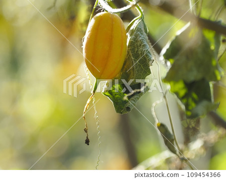 Fruit of cauliflower Fruit of cauliflower 109454366