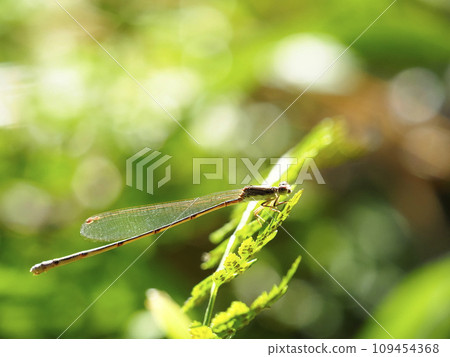 Otsumenmomo stopping at the leaves 109454368
