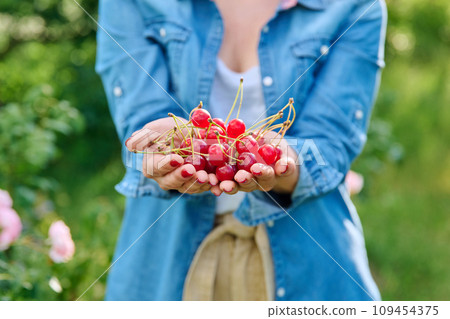 Close-up crop of red cherries in hands of woman, summer garden 109454375
