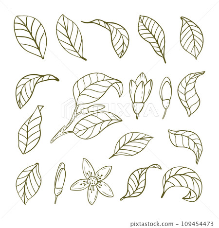 A set of lemon leaves. Leaves in the style of graphics. Vector illustration highlighted on a white background. 109454473