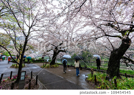 東京千代田區千鳥淵櫻花在雨中綻放 109454545