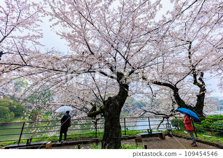東京千代田區千鳥淵櫻花在雨中綻放 109454546