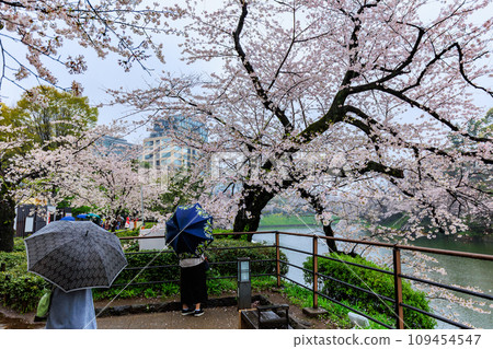 東京千代田區千鳥淵櫻花在雨中綻放 109454547