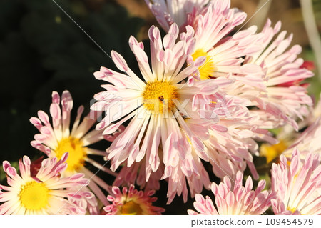 粉紅色的噴霧 giku 花盛開在秋天的花園裡 109454579