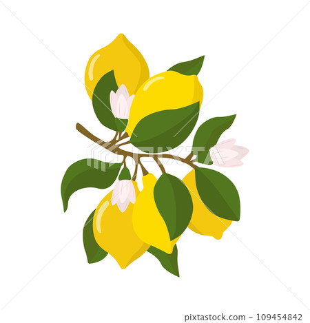 A lemon sprig with lemon fruits in a flat style. Vector illustration highlighted on a white background. A lemon sprig with lemon fruits in a flat style. Vector illustration highlighted on a white background. 109454842