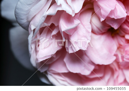 Art-style texture of double pink-purple bewitching rose petals (natural light, macro lens close-up) Art-style texture of double pink-purple bewitching rose petals (natural light, macro lens close-up) 109455035