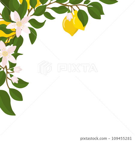A border of lemon twigs and lemons in the corner of the composition. Vector illustration isolated on a white background. 109455281