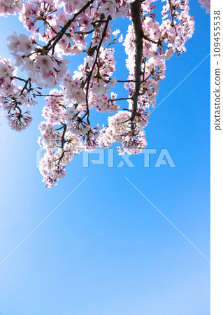 Sakura in full bloom that shines in the blue sky of spring 109455538