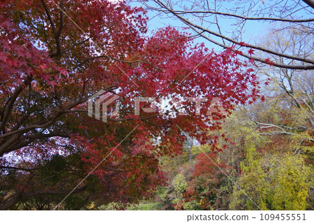 Beautiful park with autumn leaves 17 Beautiful park with autumn leaves 17 109455551