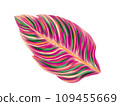 Tropical jungle palm leaf. Realistic hand drawn illustration. Isolated on white. 109455669