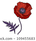 Red poppy flower. Papaver. Stem and leaf. Elements for Anzac day design. Hand drawn line art sketch vector illustration. Isolated on white background. 109455683