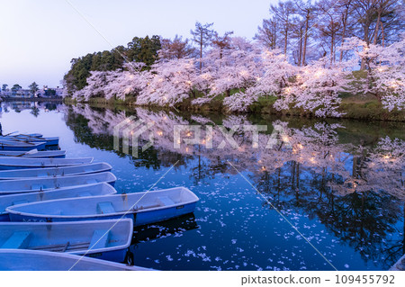 [Niigata Prefecture] Cherry blossoms in full bloom, night view of Takada Castle Ruins Park in spring 109455792