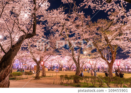【新潟縣】櫻花盛開，春天的高田城跡公園夜景 109455901