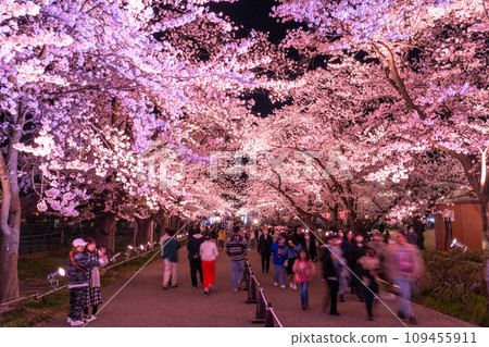 【新潟縣】櫻花盛開，春天的高田城跡公園夜景 109455911