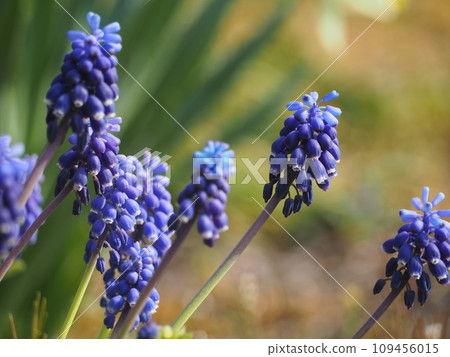Spring flower bed blue flowers Muscari 109456015